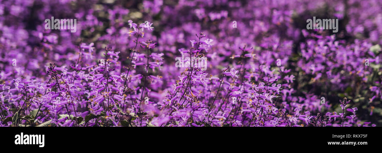 Lavender flowers at sunlight in a soft focus, pastel colors and blur ...