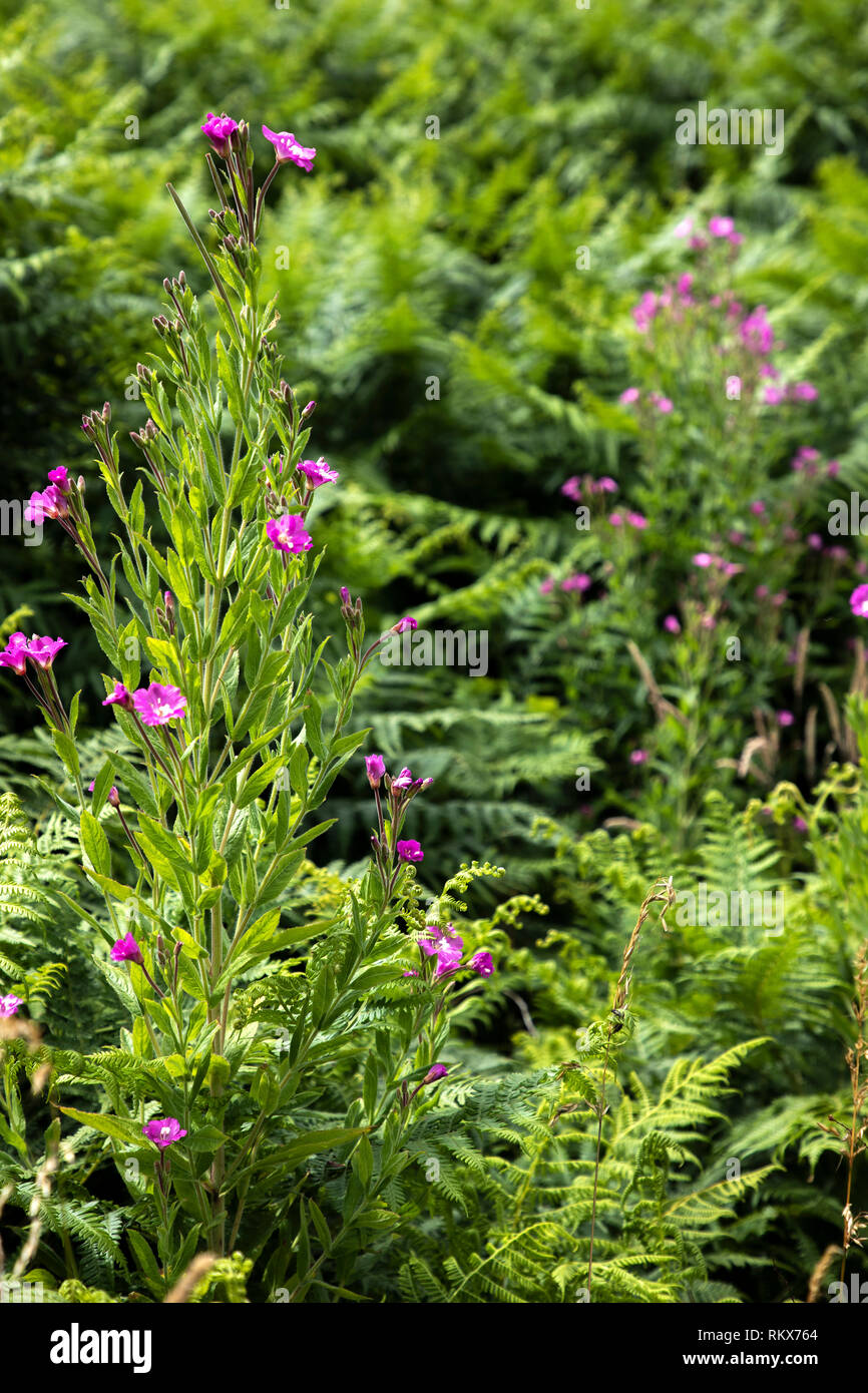 Rosebay Willowherb plants in the Bonne Terre Valley on Alderney, Channel Islands. Stock Photo