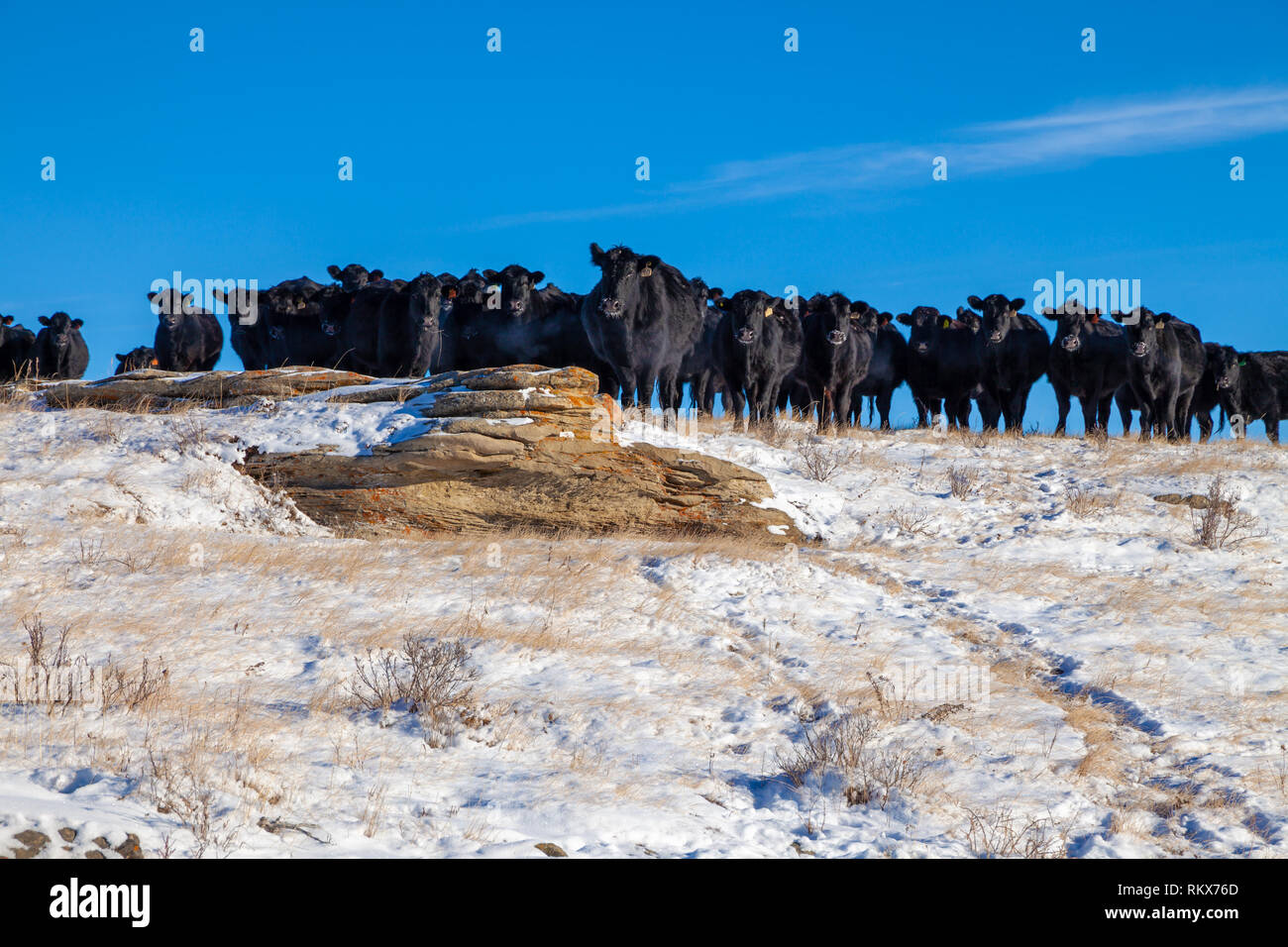 A heard of free range cattle on a ranch in southern Alberta, Canada Stock Photo