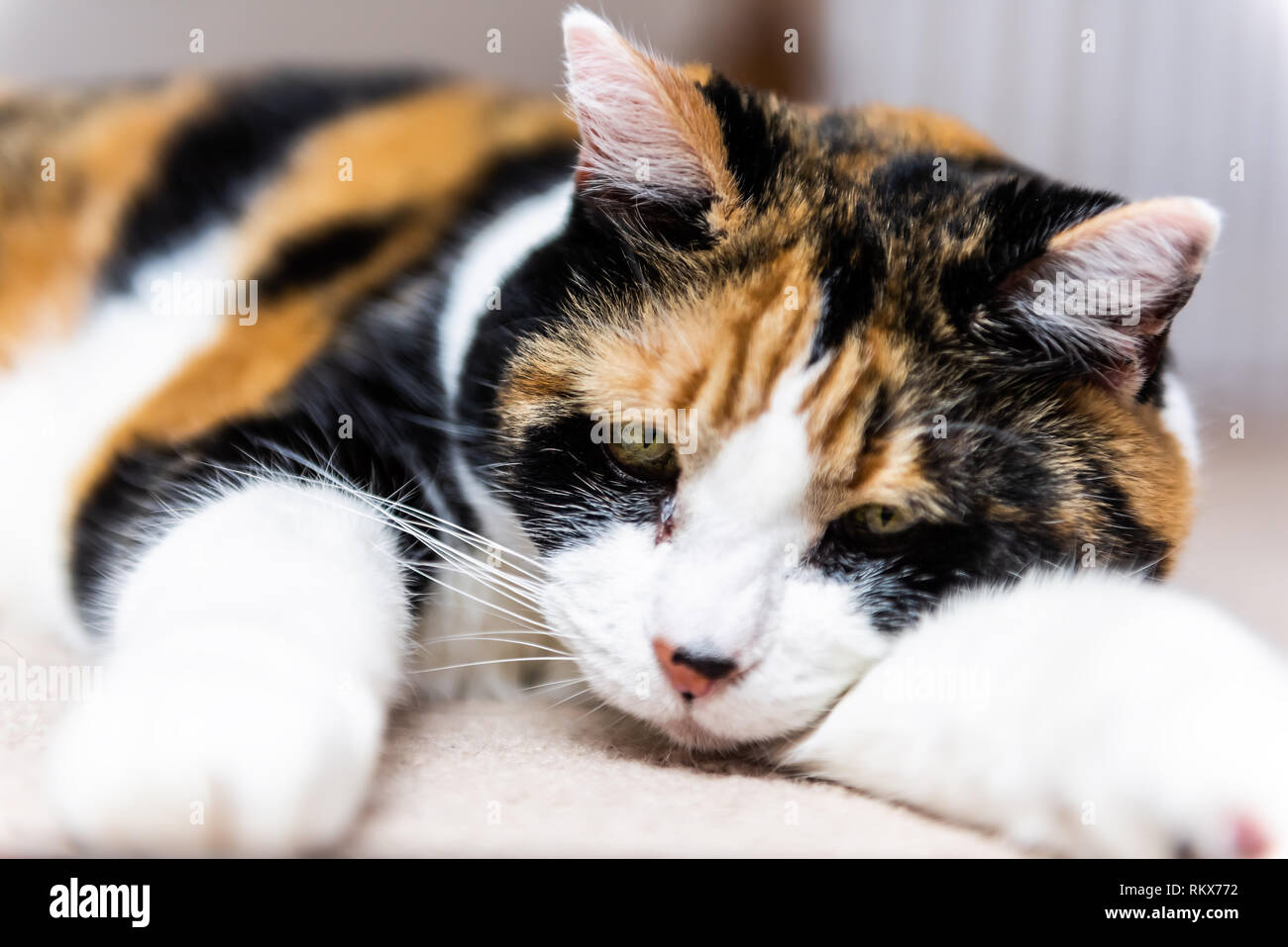 Closeup portrait of cute calico cat lying on carpet floor in bedroom room looking down sad or bored depression with paws out Stock Photo