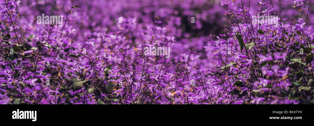 Lavender flowers at sunlight in a soft focus, pastel colors and blur ...
