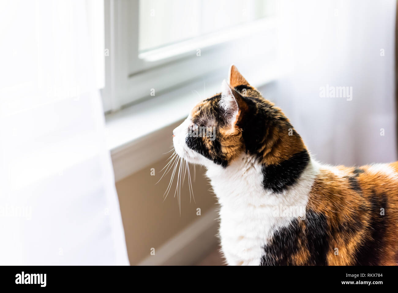 Closeup of one calico cat by windowsill standing looking up watching between curtains blinds outside through open window and wind profile side portrai Stock Photo