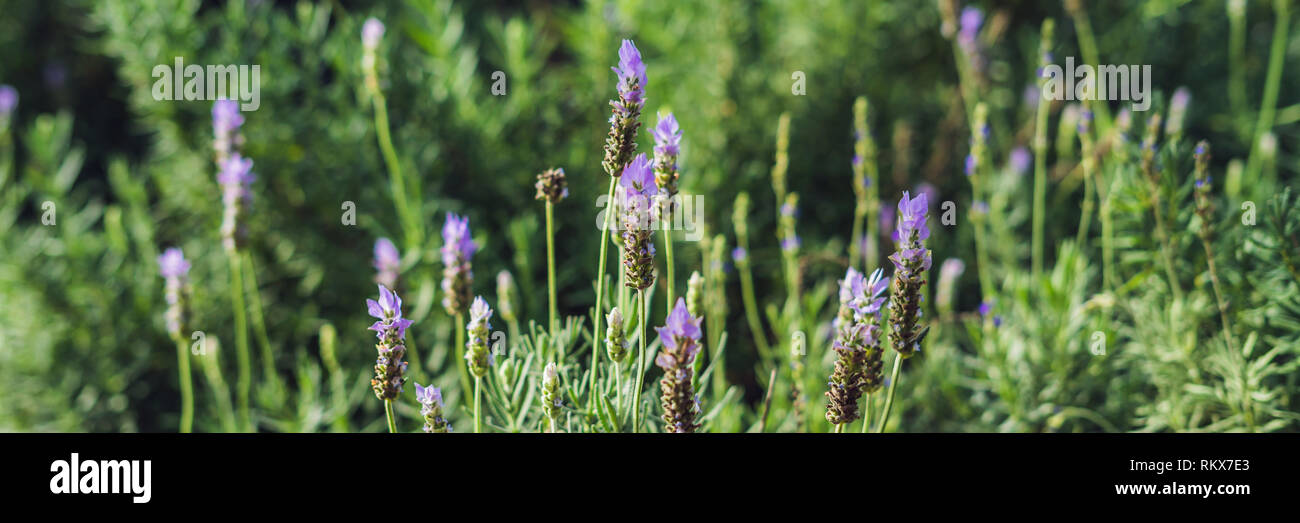 Lavender flowers at sunlight in a soft focus, pastel colors and blur ...