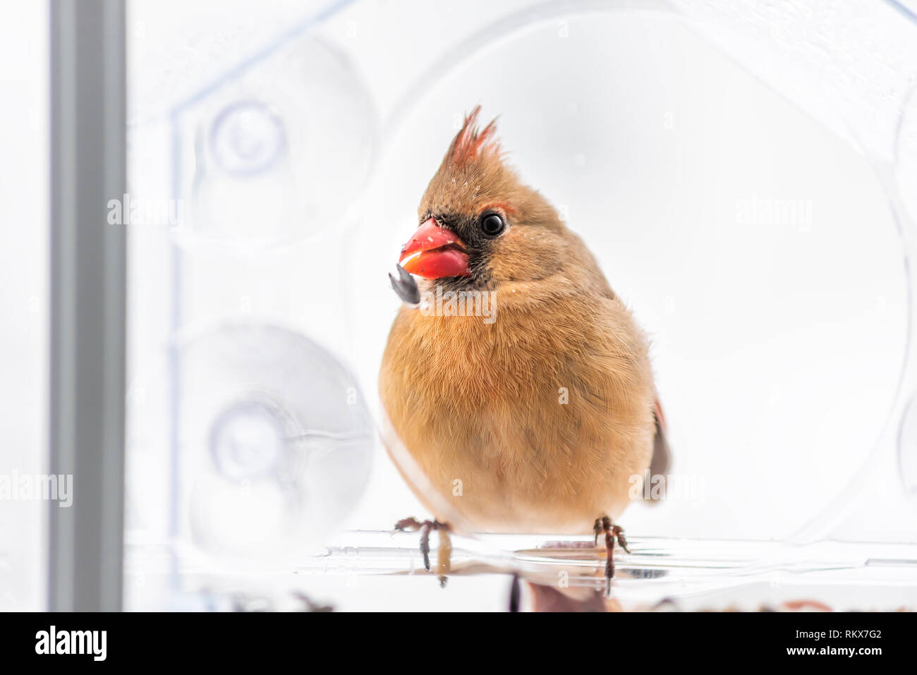 Funny Bird Feeder Stock Photos Funny Bird Feeder Stock Images