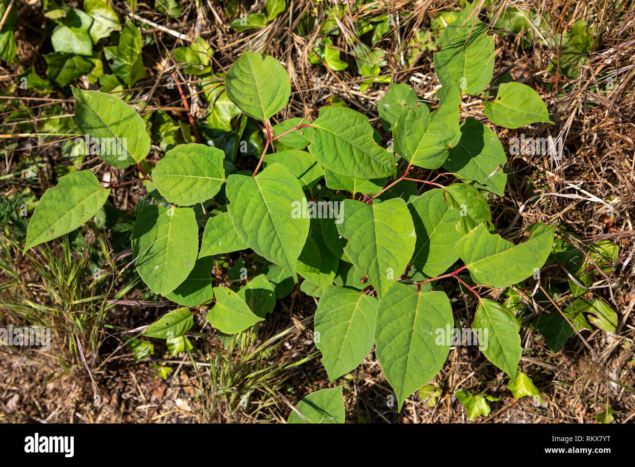 Japanese Knotweed, Fallopia japonica growing near Fort Tourgis on Alderney, Channel Islands. Stock Photo