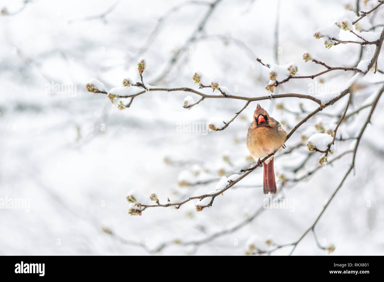 Puffed up female red northern cardinal Cardinalis bird sitting perched on tree branch during winter in Virginia snow flakes falling Stock Photo