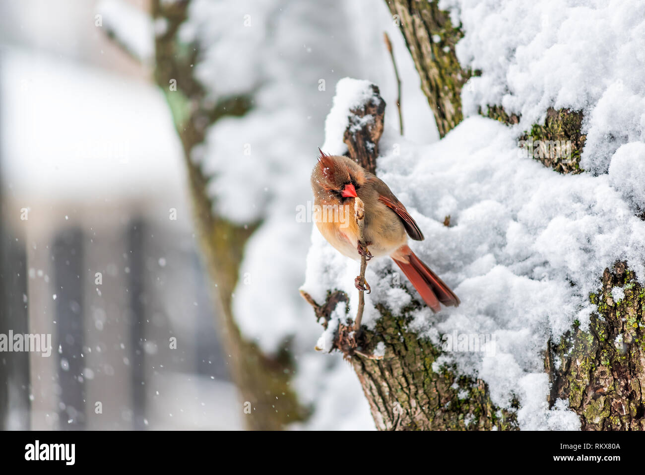 Puffed up female red northern cardinal Cardinalis bird sitting perched on tree branch with beak during winter in Virginia snow flakes falling Stock Photo