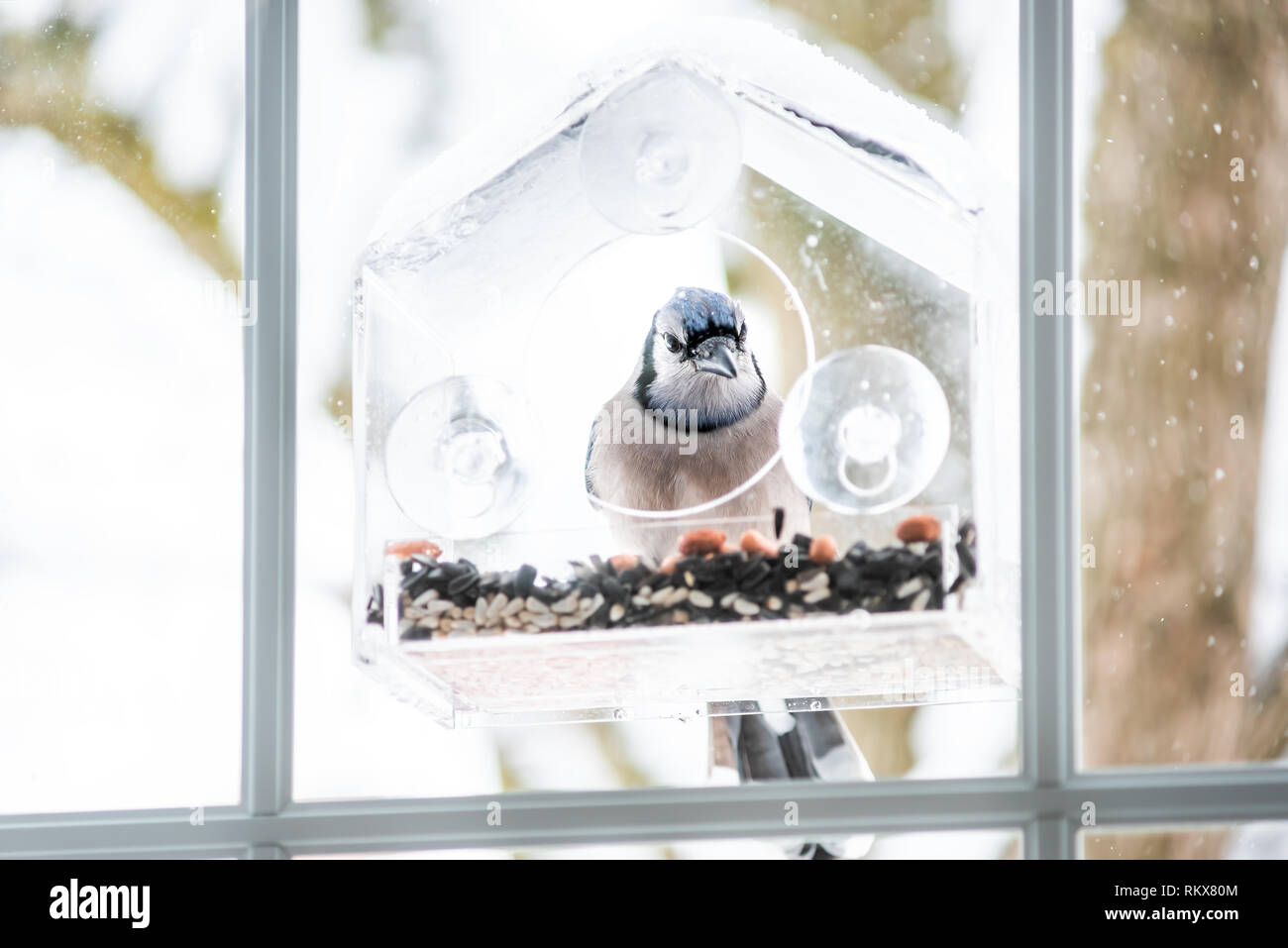 Blue jay Cyanocitta cristata bird perched on plastic glass window feeder looking for food during winter in Virginia with seeds Stock Photo