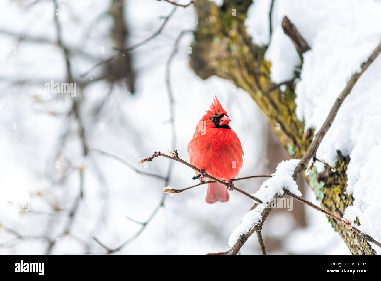 Closeup of vibrant red northern cardinal Cardinalis bird puffed up sitting perched on tree branch during winter snow colorful in Virginia Stock Photo