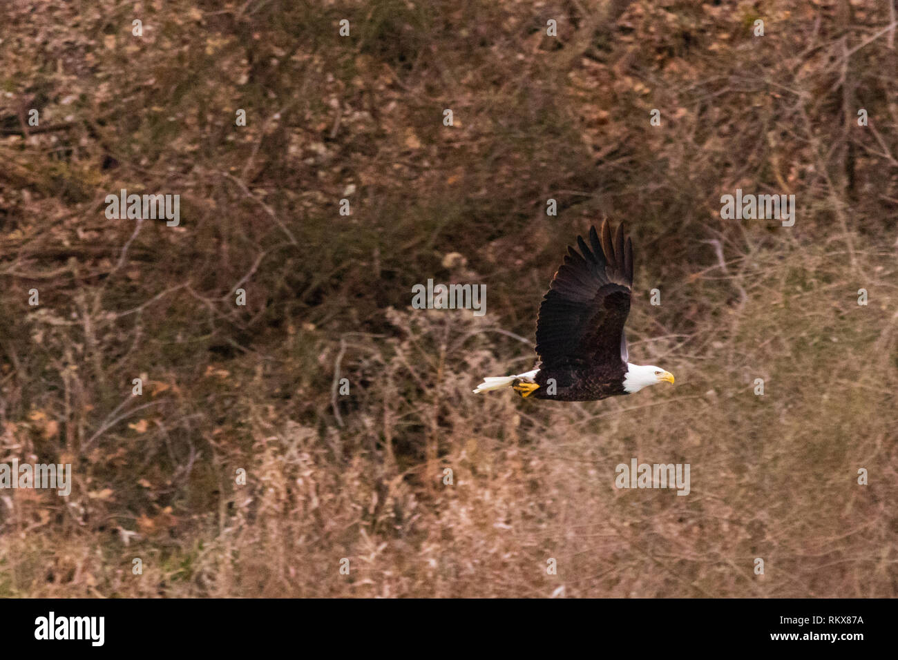An American Bald Eagle hunting the waters of the Pensacola Dam located