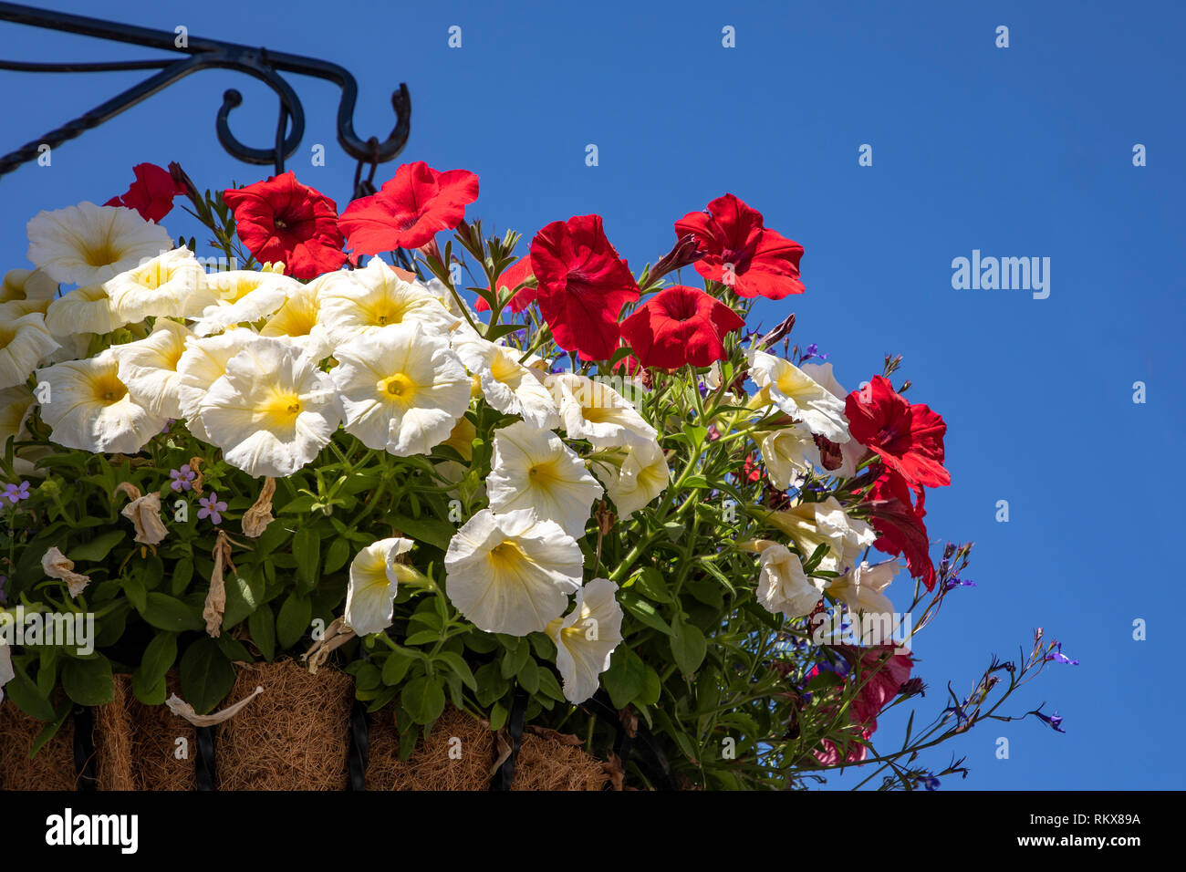 A flower basket hanging in Victoria Street on Alderney, Channel Islands, with clear blue copy space. Stock Photo
