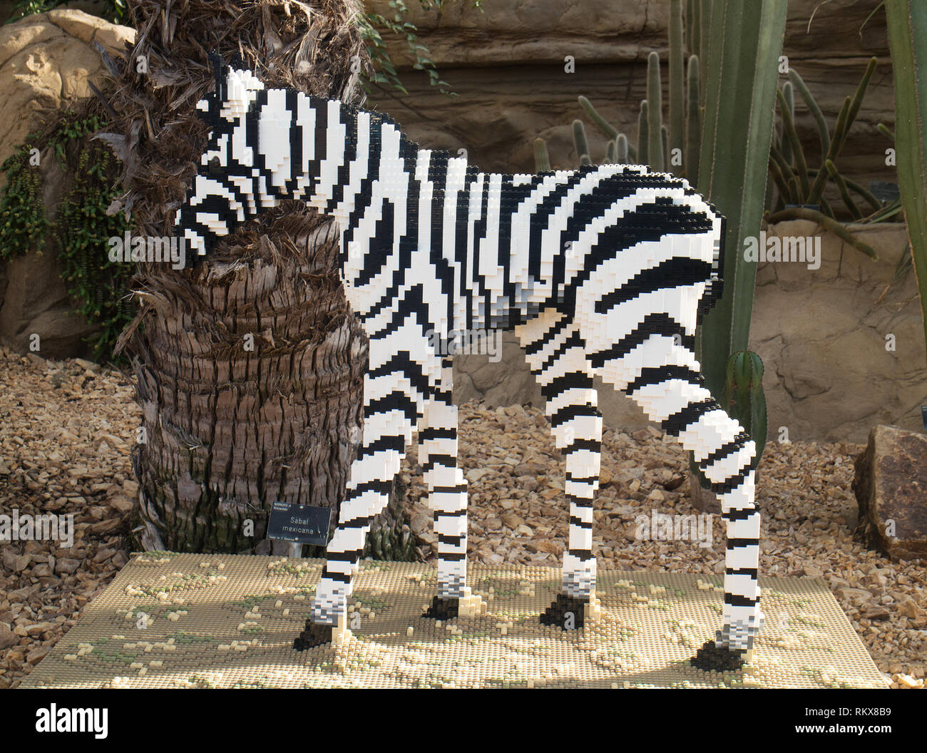 A life-sized lego model of a zebra foal at 'The Great Brick Safari' 2019 at RHS Wisley Garden, Surrey Stock - Alamy