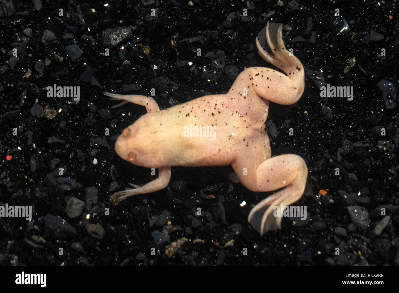 Albino frog africa close up detail Stock Photo