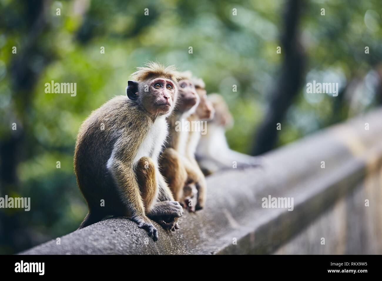 Group of cute monkeys sitting on wall against forest. Dambulla, Sri Lanka. Stock Photo