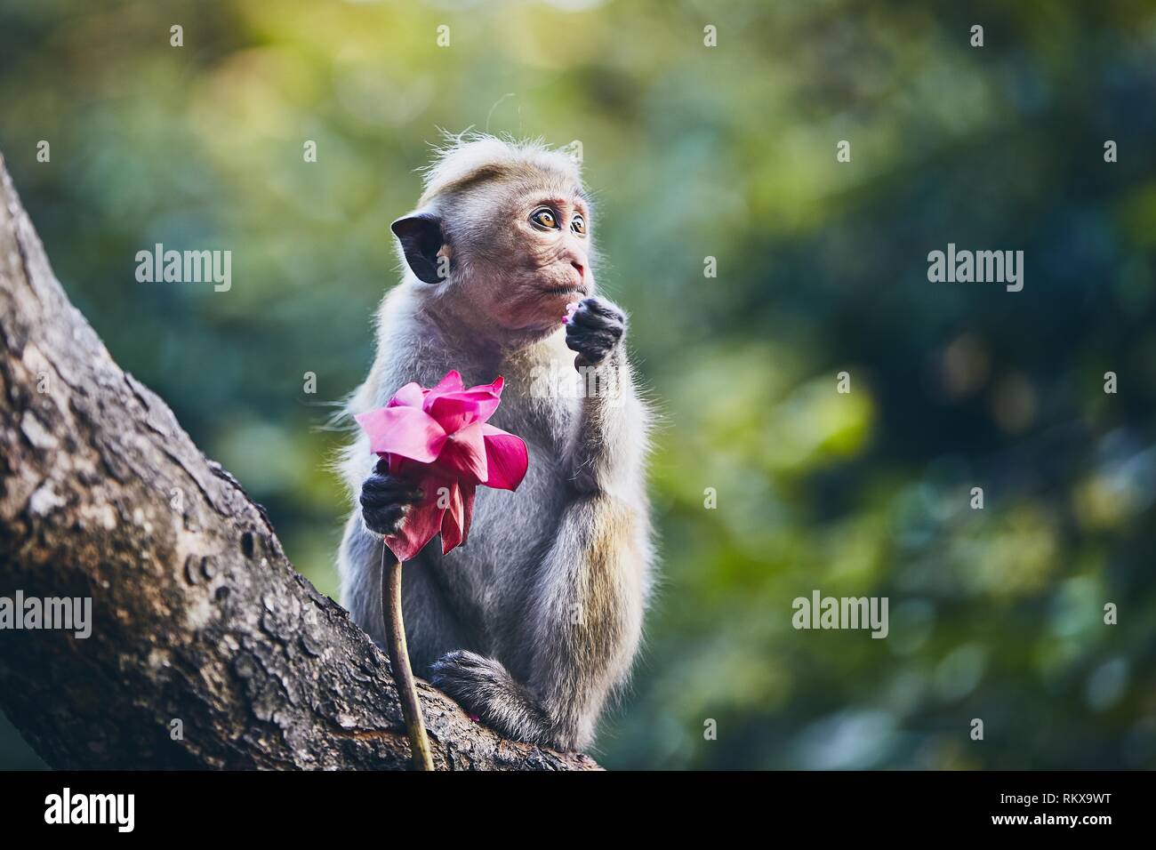 Cute monkey sitting on branch and eating flower. Dambulla, Sri Lanka. Stock Photo