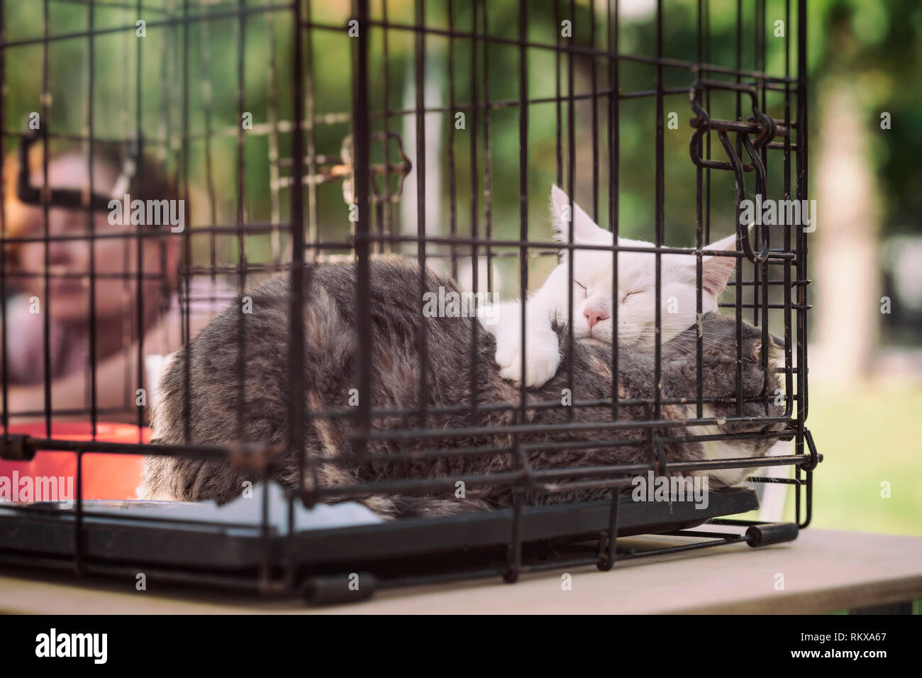 Sleeping homeless cats from shelter for animals in cage at special
