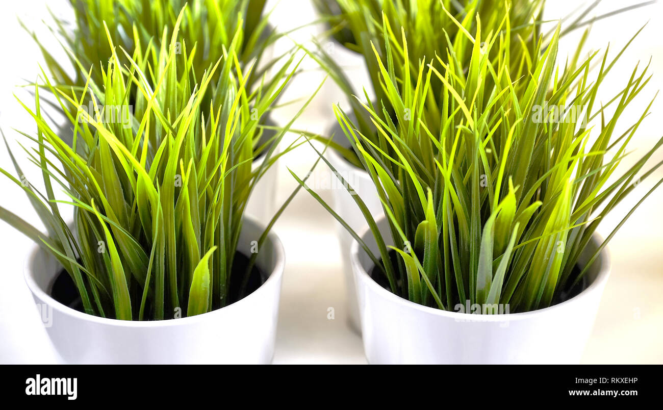 fresh herbs in ceramic pots. Different types of spice plants in ceramic