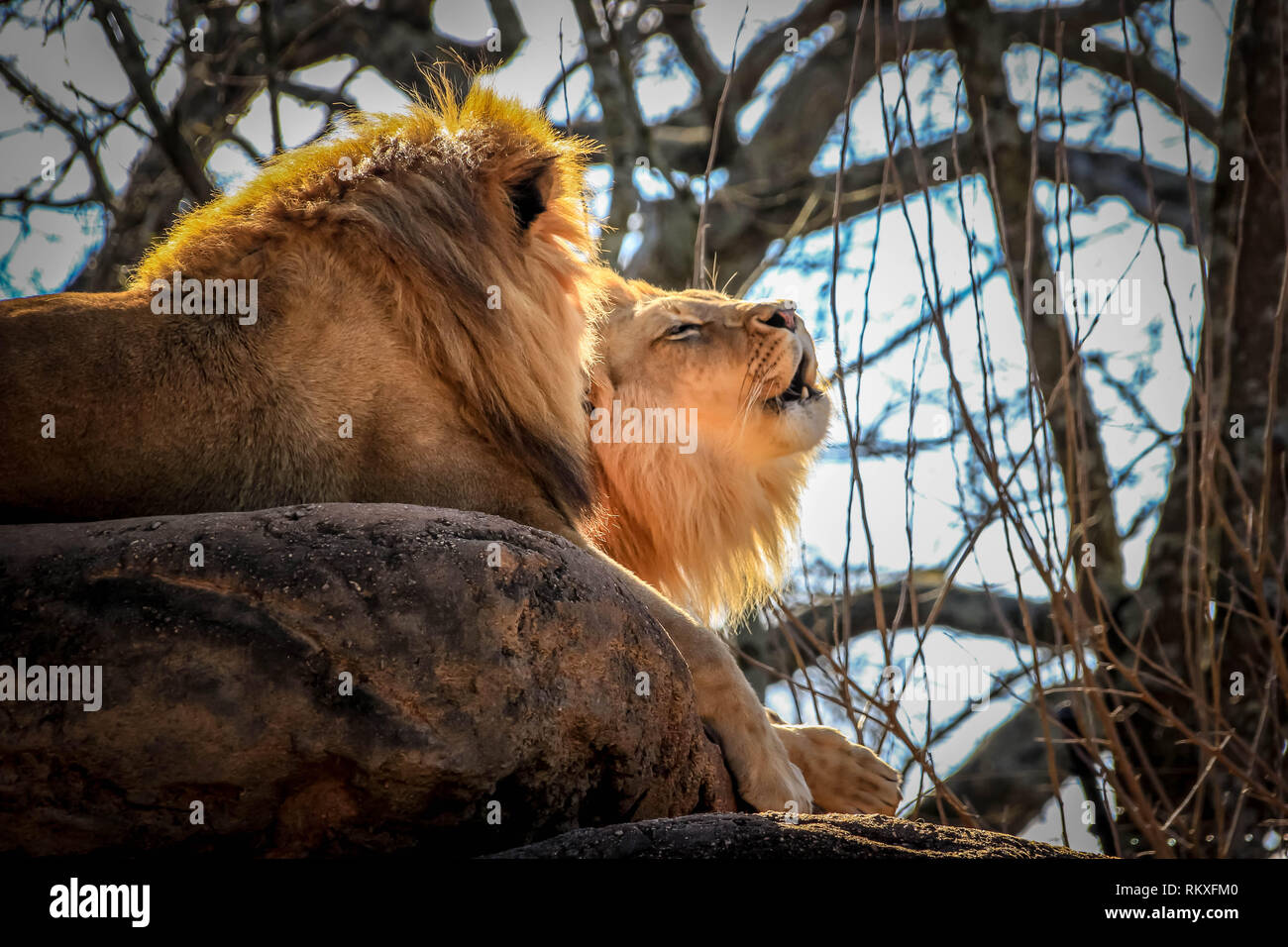 Male African Lion Roaring High Resolution Stock Photography and Images ...