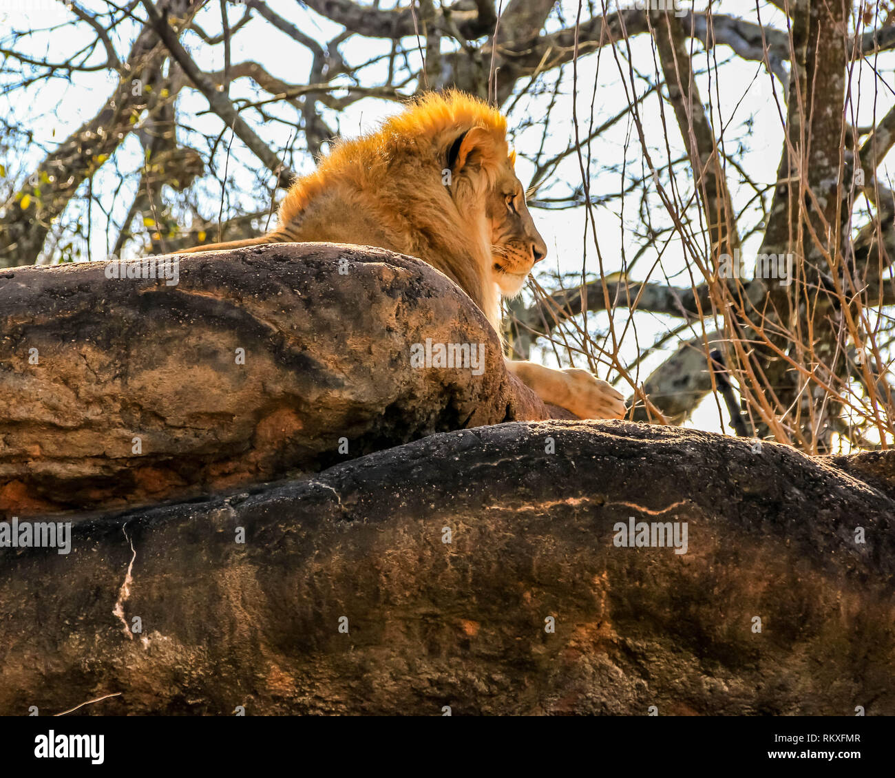 Zoo Atlanta African Lion High Resolution Stock Photography and Images ...