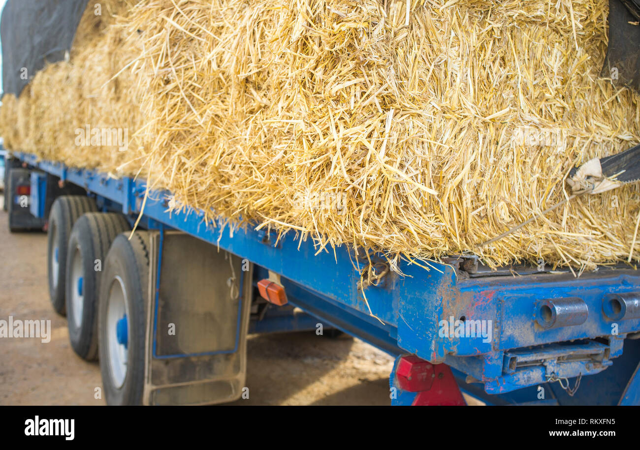 Heavy trailer truck loaded with straw bales. Closeup Stock Photo