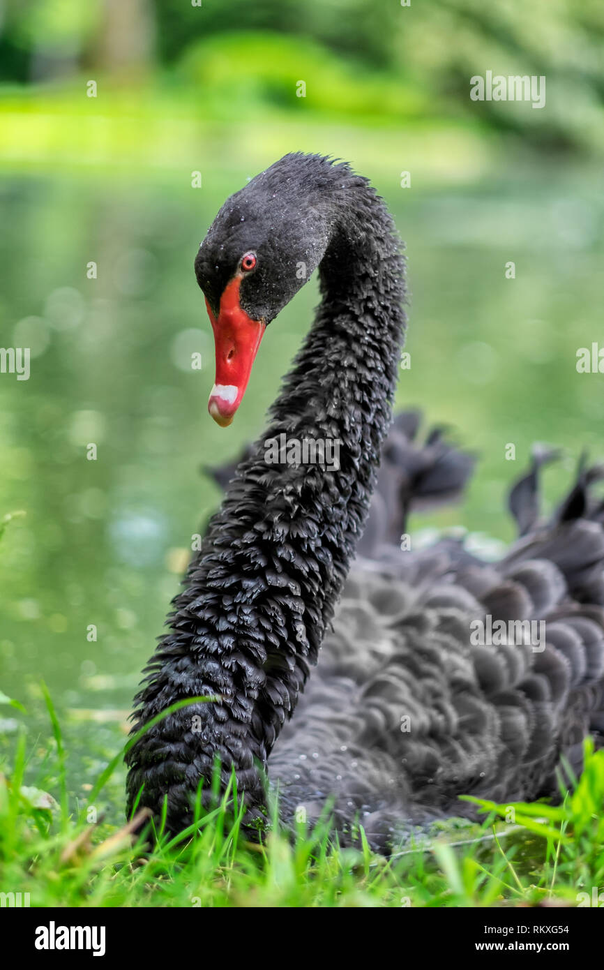 A Black Swan on a lake at Chateau du Grand Jardin, Joinville