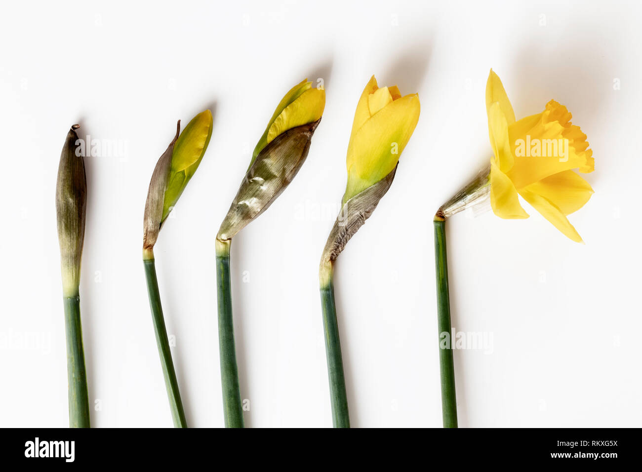 Flat lay image of five daffodil flowers on a white background lined up in the order of the flower blooming Stock Photo