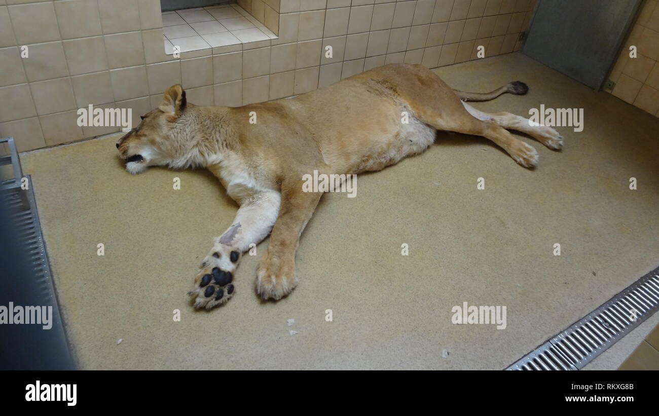 anesthetized lion at Liberec Zoo in the Czech Republic for health exam  Stock Photo - Alamy