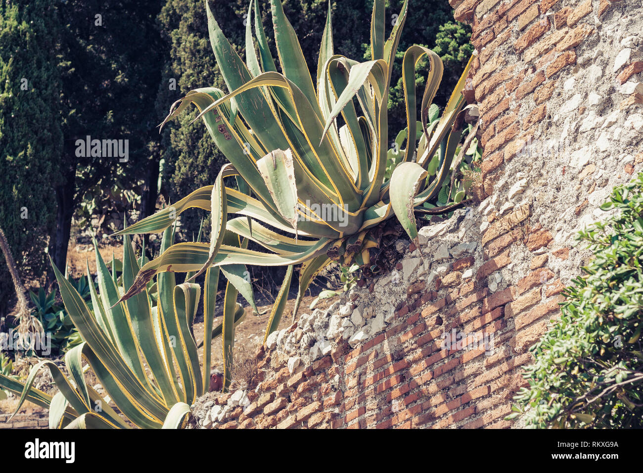 Sansevieria trifasciata Prain - plant on the background of the brick wall of amphitheatre in Taormina, Sicily, Italy Stock Photo