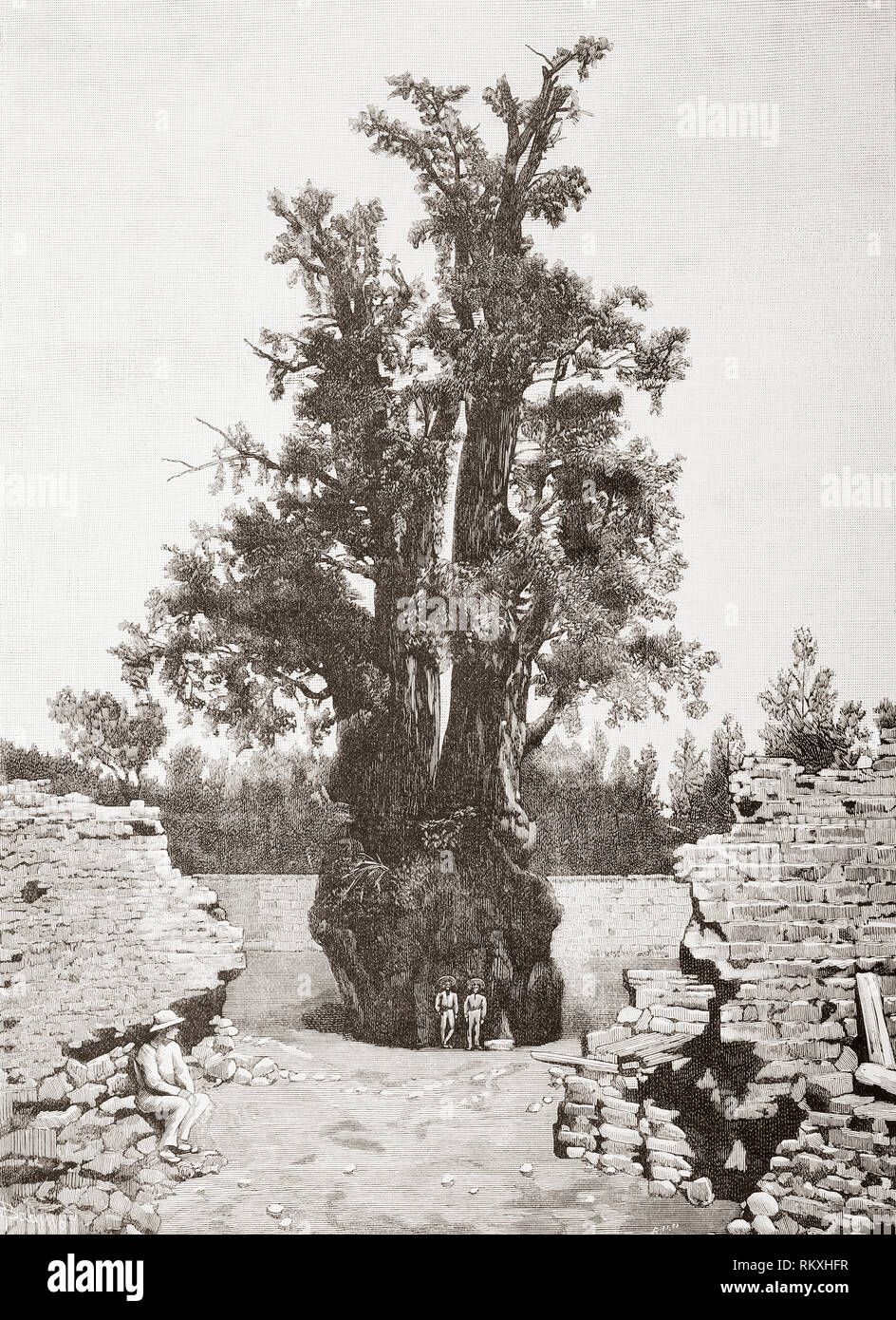 Popotla, Mexico City, Mexico, North America.  The ancient Montezuma bald cypress, aka ahuehuete tree where, according to tradition, Hernan Cortes lamented the defeat of his army in the so-called Noche Triste or Sad Night, as a result of the Toxcatl massacre.  From La Ilustracion Espanola y Americana, published 1892. Stock Photo