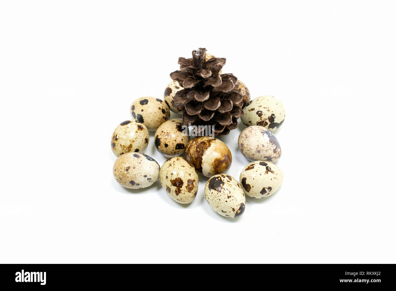 Bird and chicken eggs on a white background Stock Photo