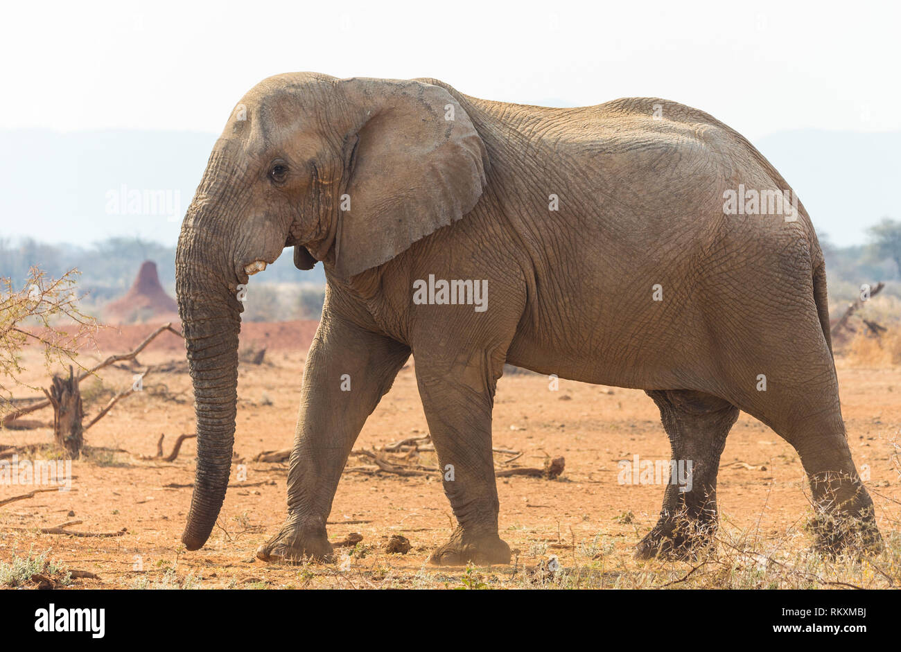 Elephant (Loxodonta africana) bull male with broken tusks isolated at a waterhole or watering hole in Namibia Africa in the wild Stock Photo