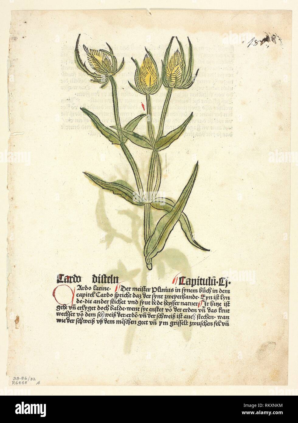 Thistle (recto) and Thistle buds (verso) from Gart Der Gesundheit (also