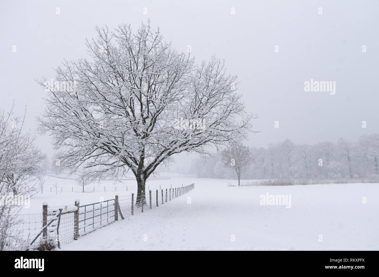 Winter snowy scene with fence and solitary tree and forest in the background Stock Photo