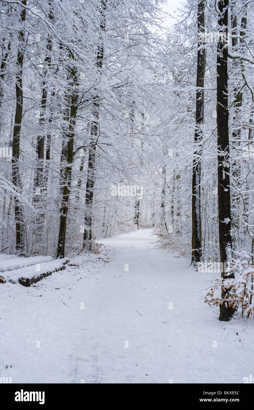Winter snowy path trail through the woods white forest Stock Photo - Alamy