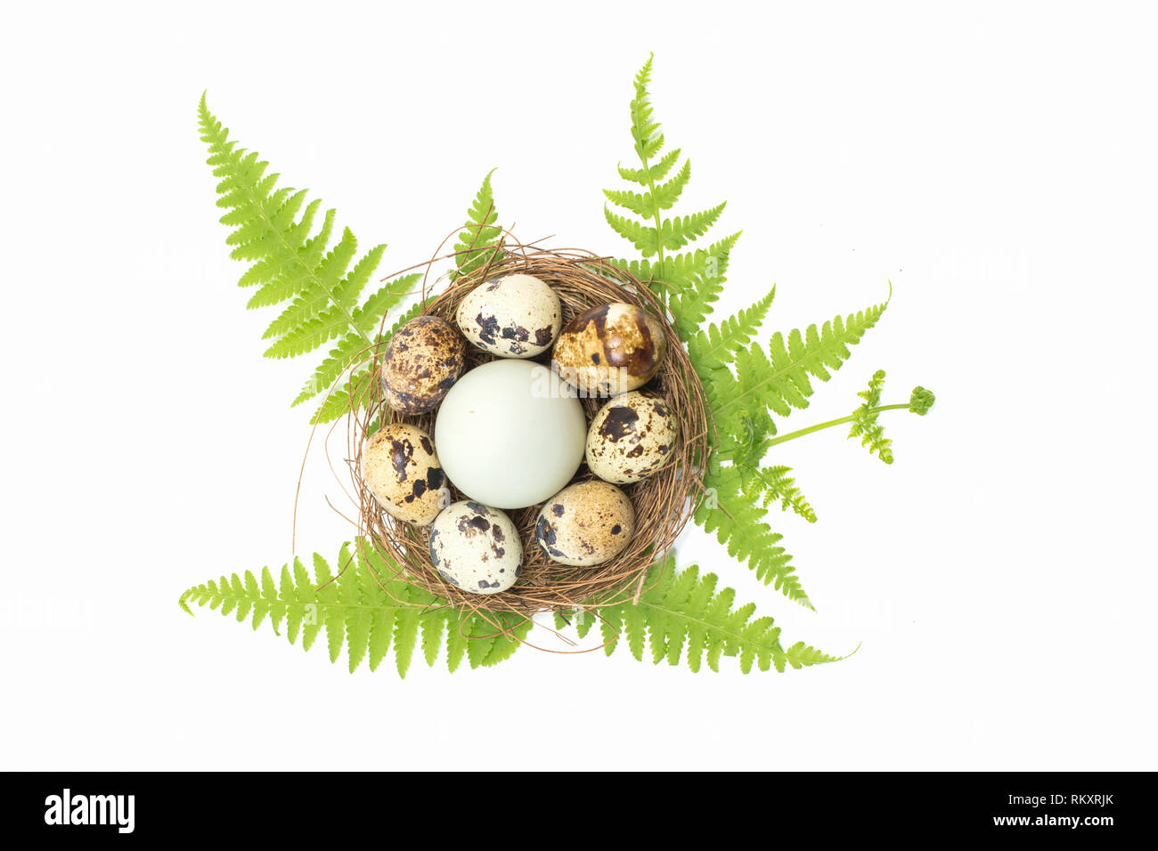 Bird and chicken eggs on a white background Stock Photo - Alamy