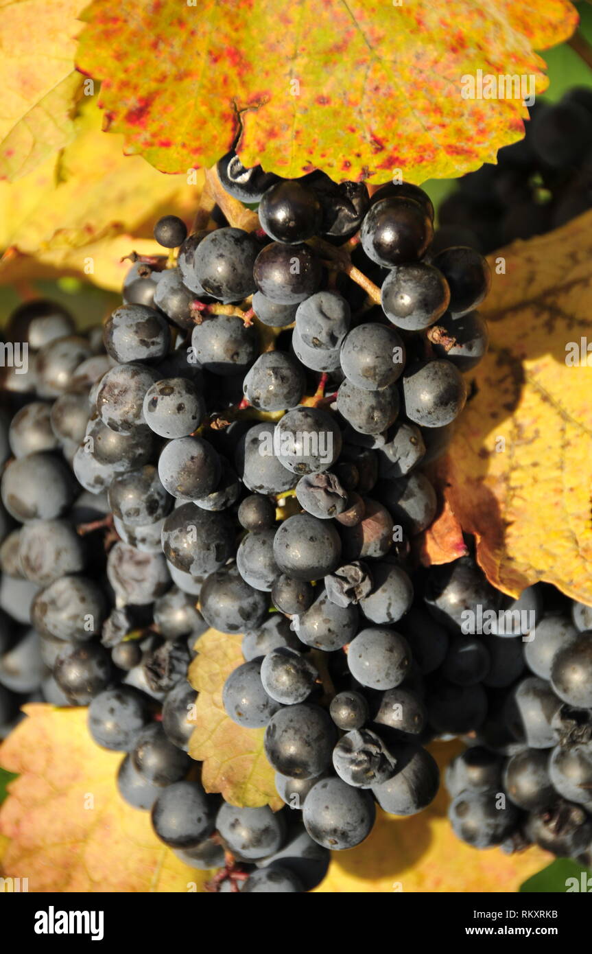 Lemberger hires stock photography and images Alamy