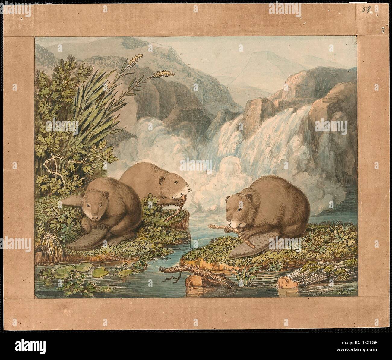 Beavers building a dam hi-res stock photography and images - Alamy