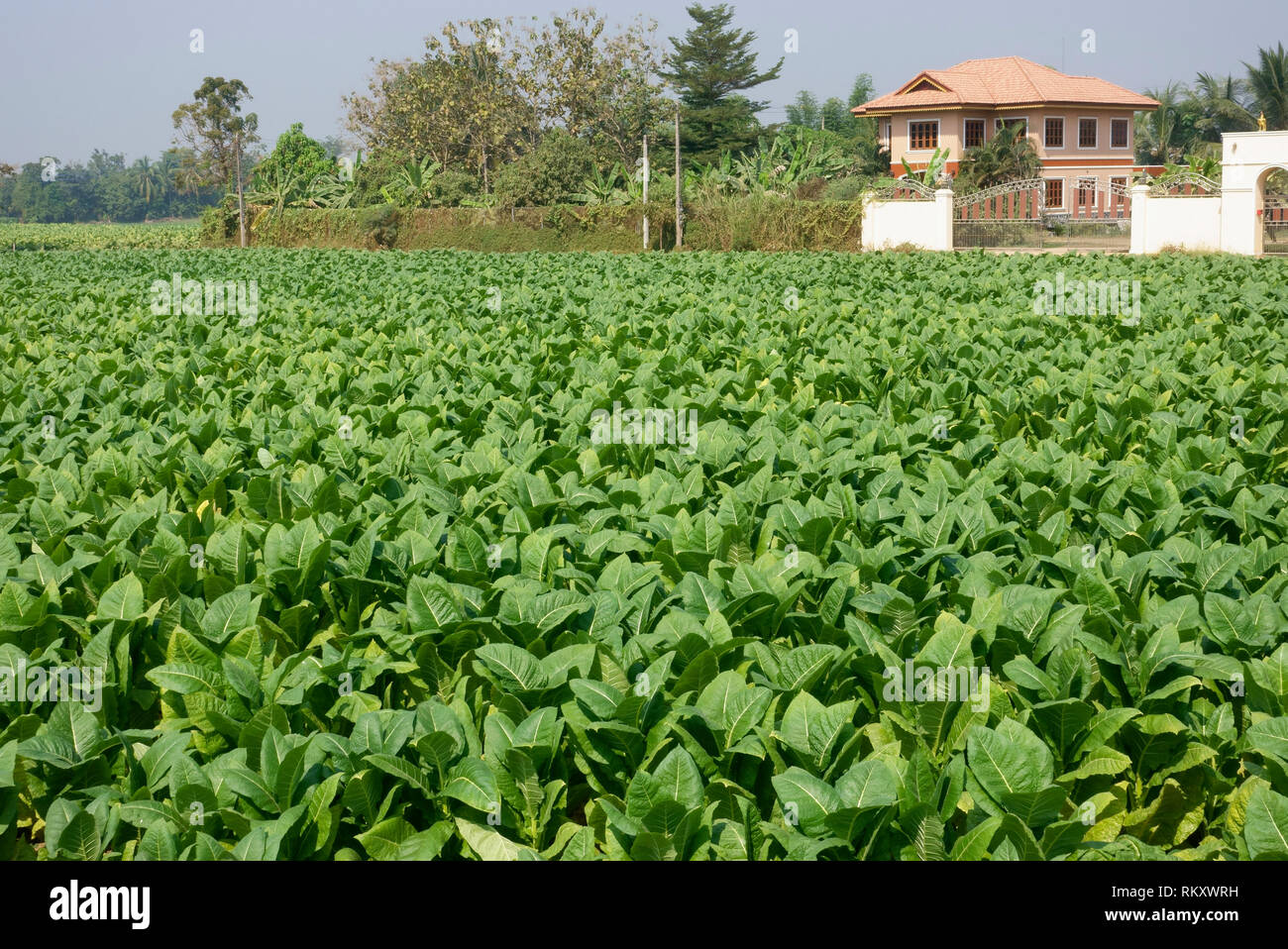 Tobacco cultivated in Sukhothai Thailand for the American tobacco companies Stock Photo