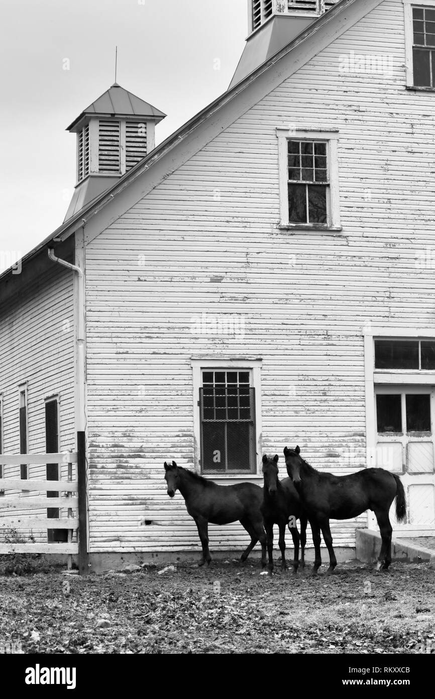 UVM Morgan horses Vermont USA United States Stock Photo