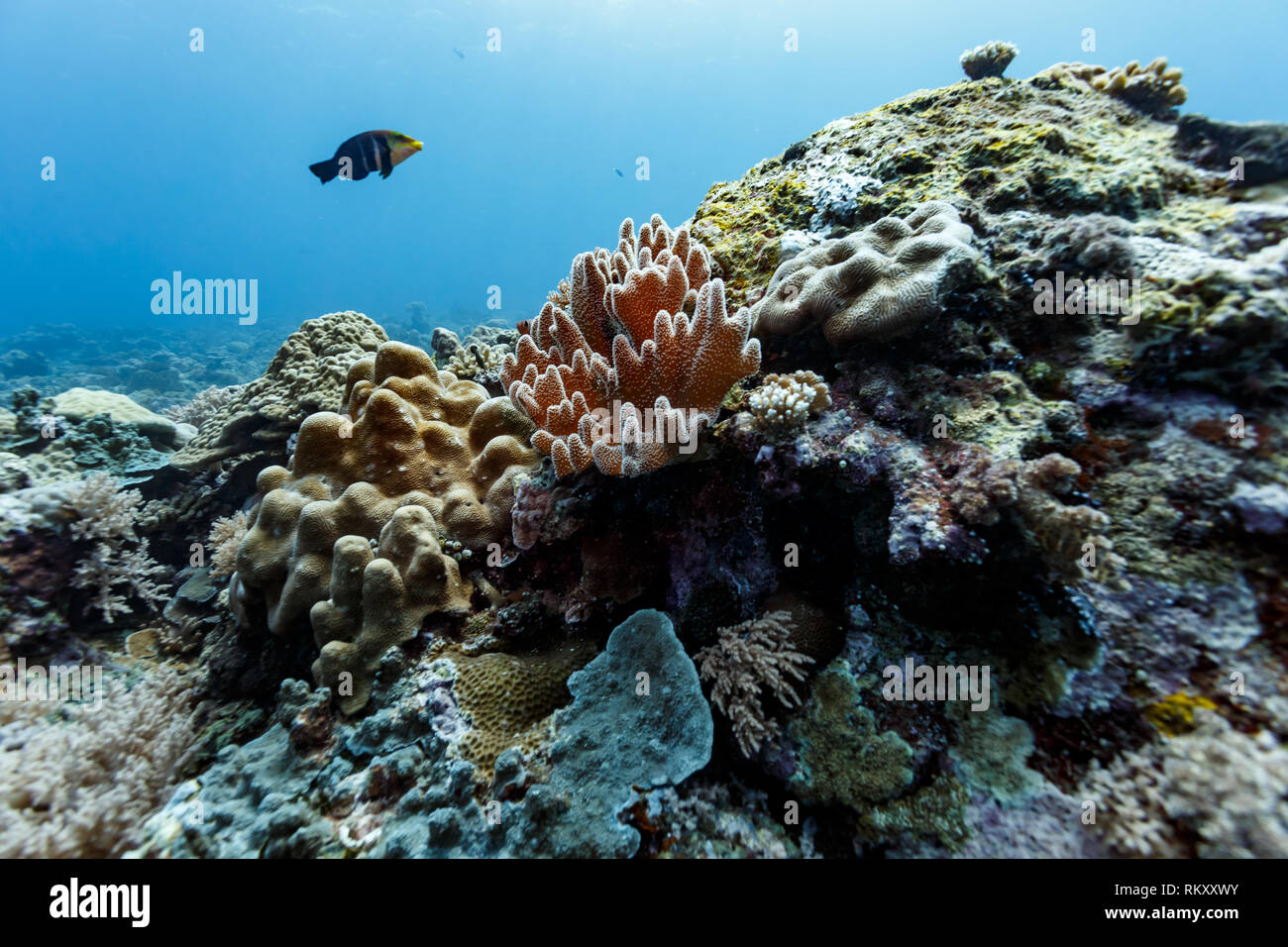 Closeup of coral colonies with moorish idol in background Stock Photo