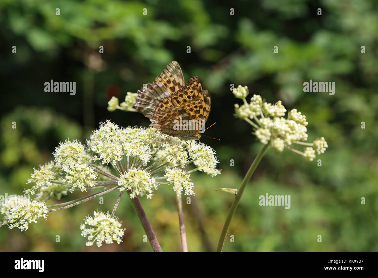 Butterfly sits on a flower Stock Photo - Alamy