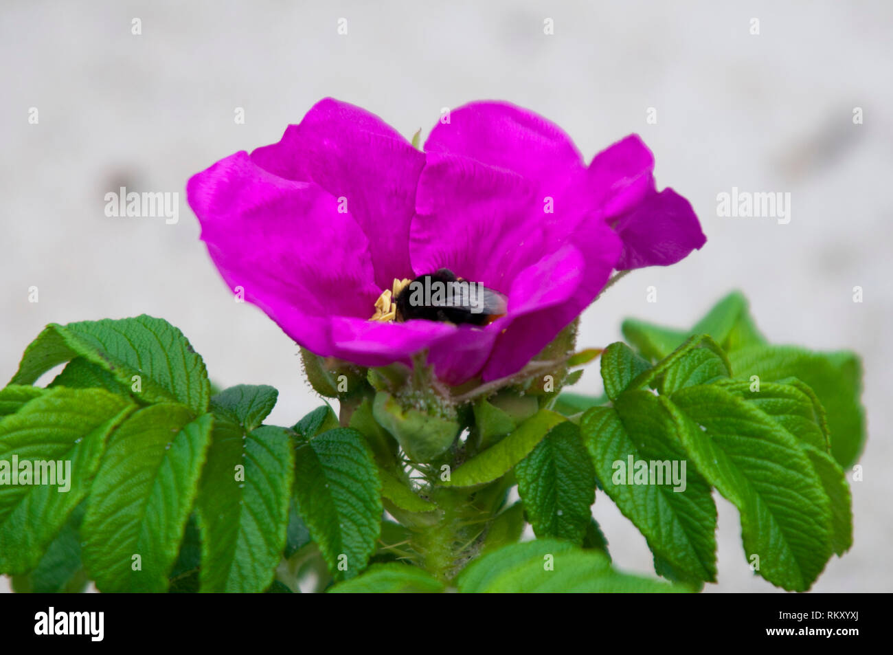 High resolution bee image hi-res stock photography and images - Alamy
