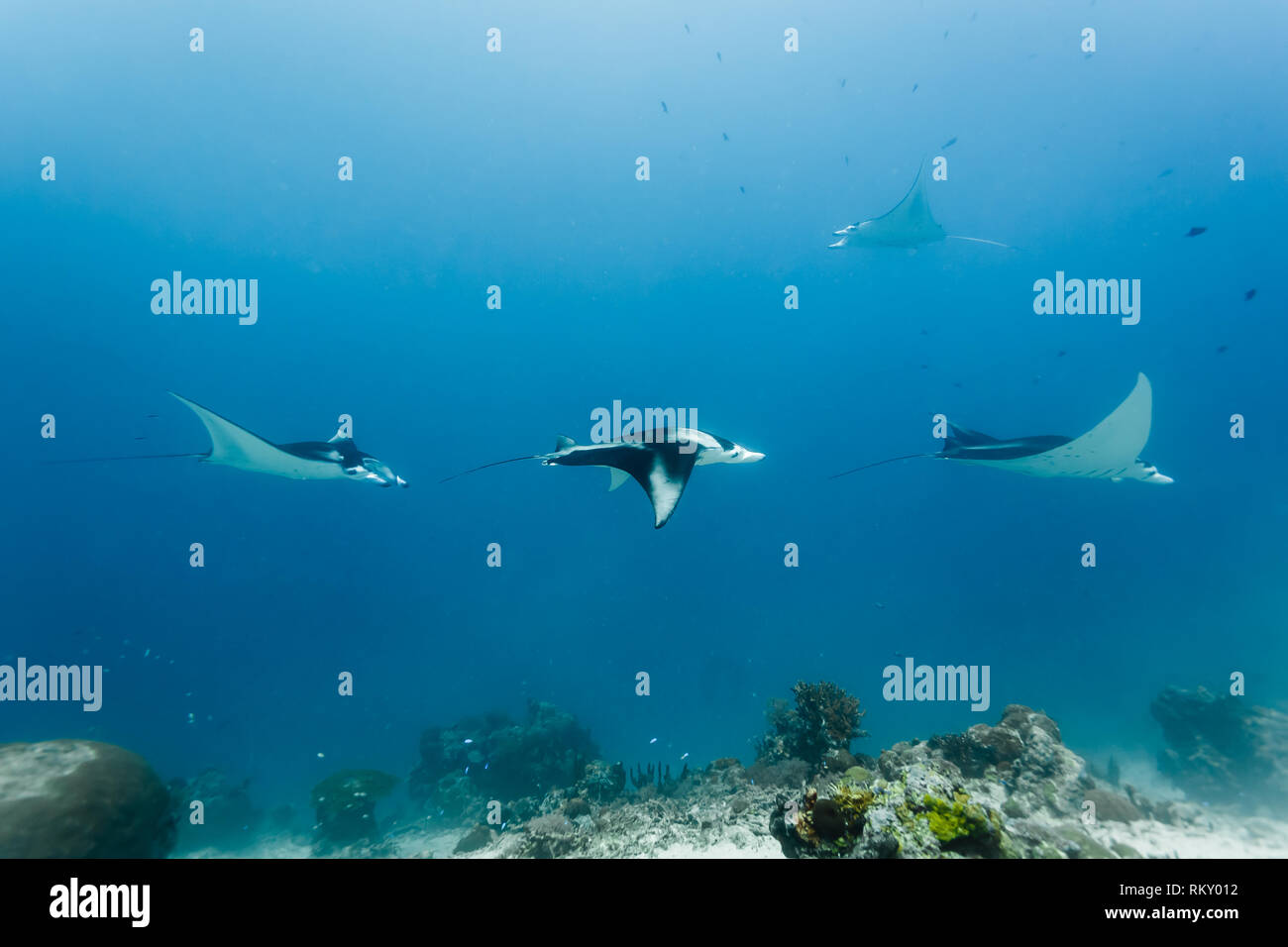 Group of manta rays, Mobula alfredi, swim over reef in a train formation mating behavior Stock Photo