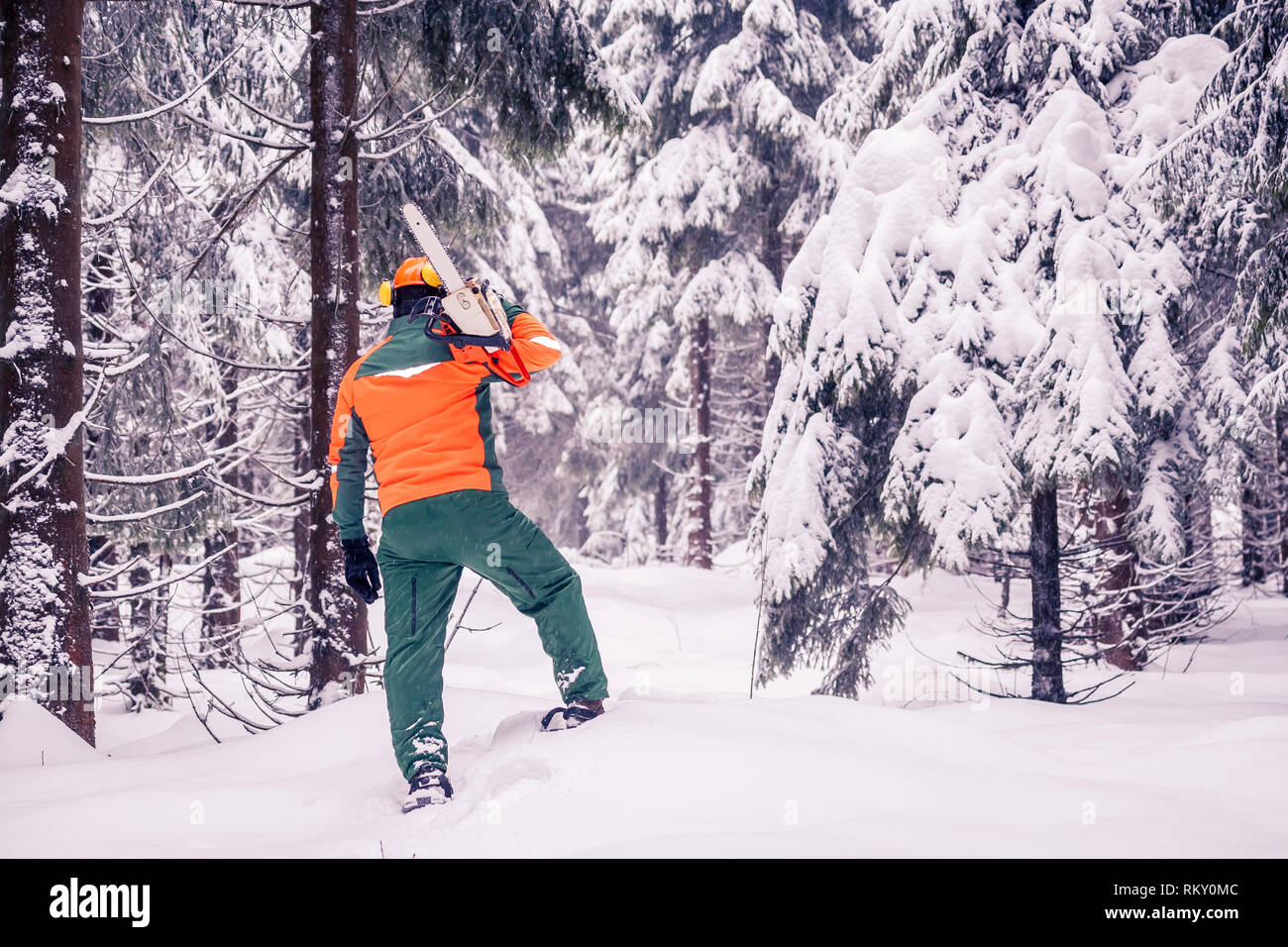 a woodcutter at work in the wintry forest Stock Photo - Alamy