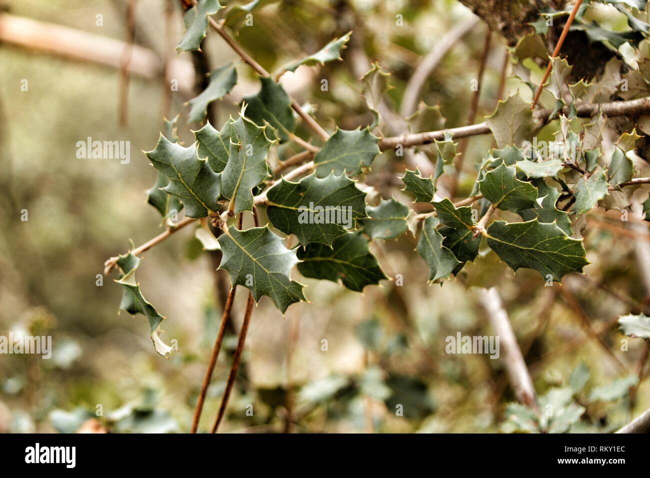 Ilex Aquifolium leaves texture in the forest Stock Photo