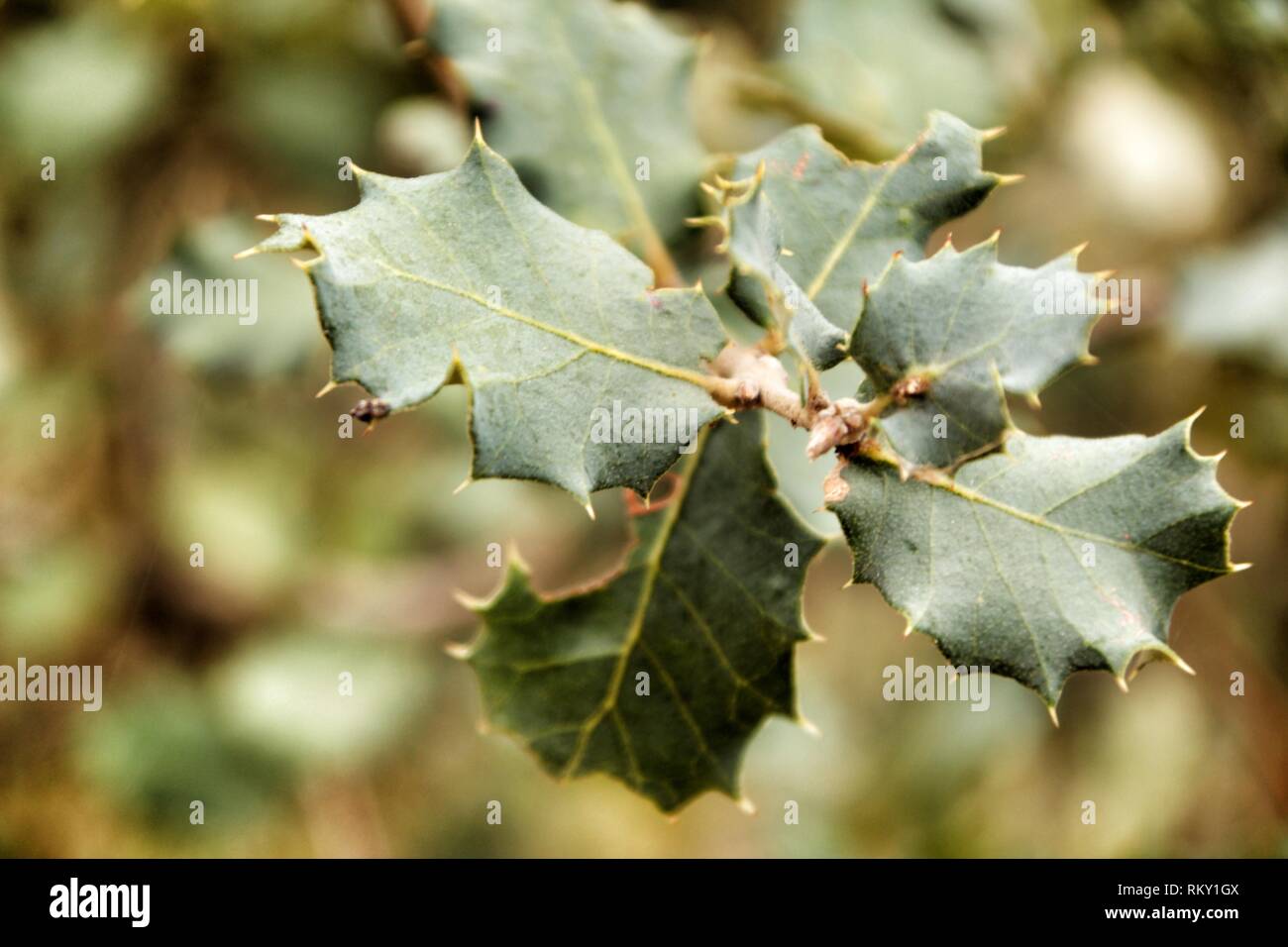 Ilex Aquifolium leaves texture in the forest Stock Photo