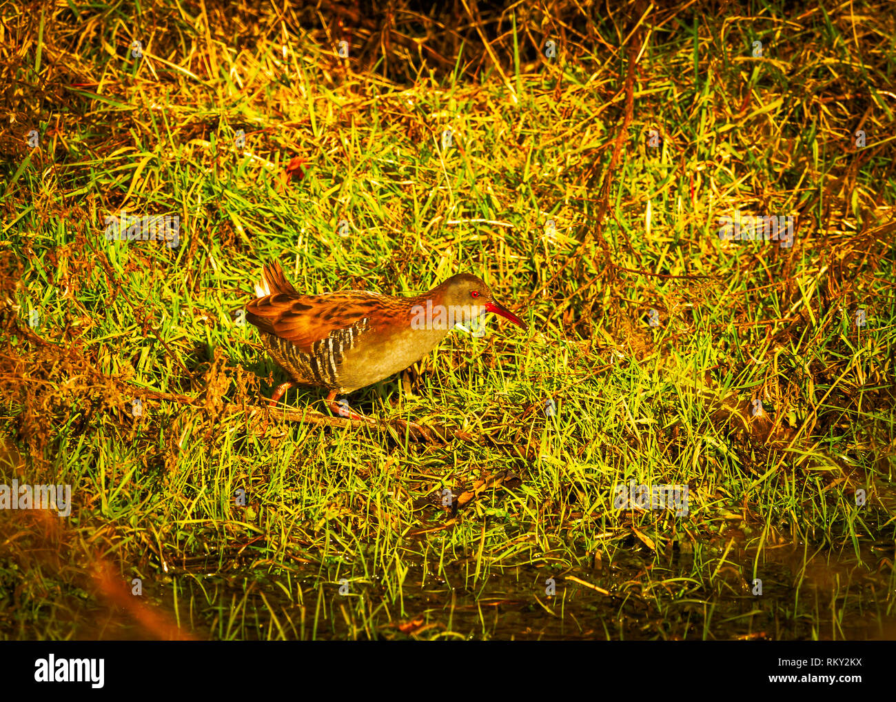The water rail (Rallus aquaticus) is a bird of the rail family which ...