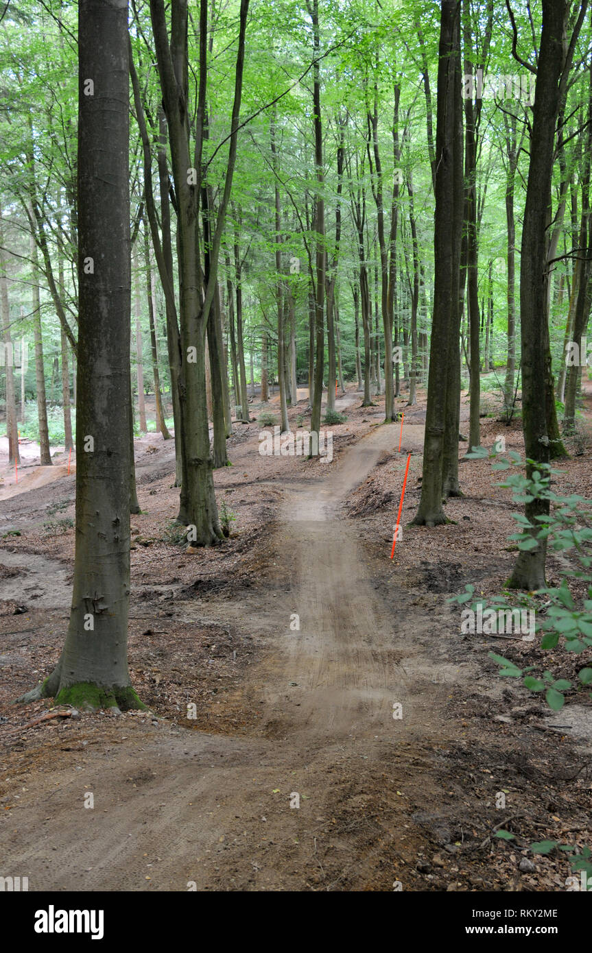 Mountain bike single track trail weaves between tall trees with a forest. Berms and small humps make for an exciting cycle ride. Stock Photo
