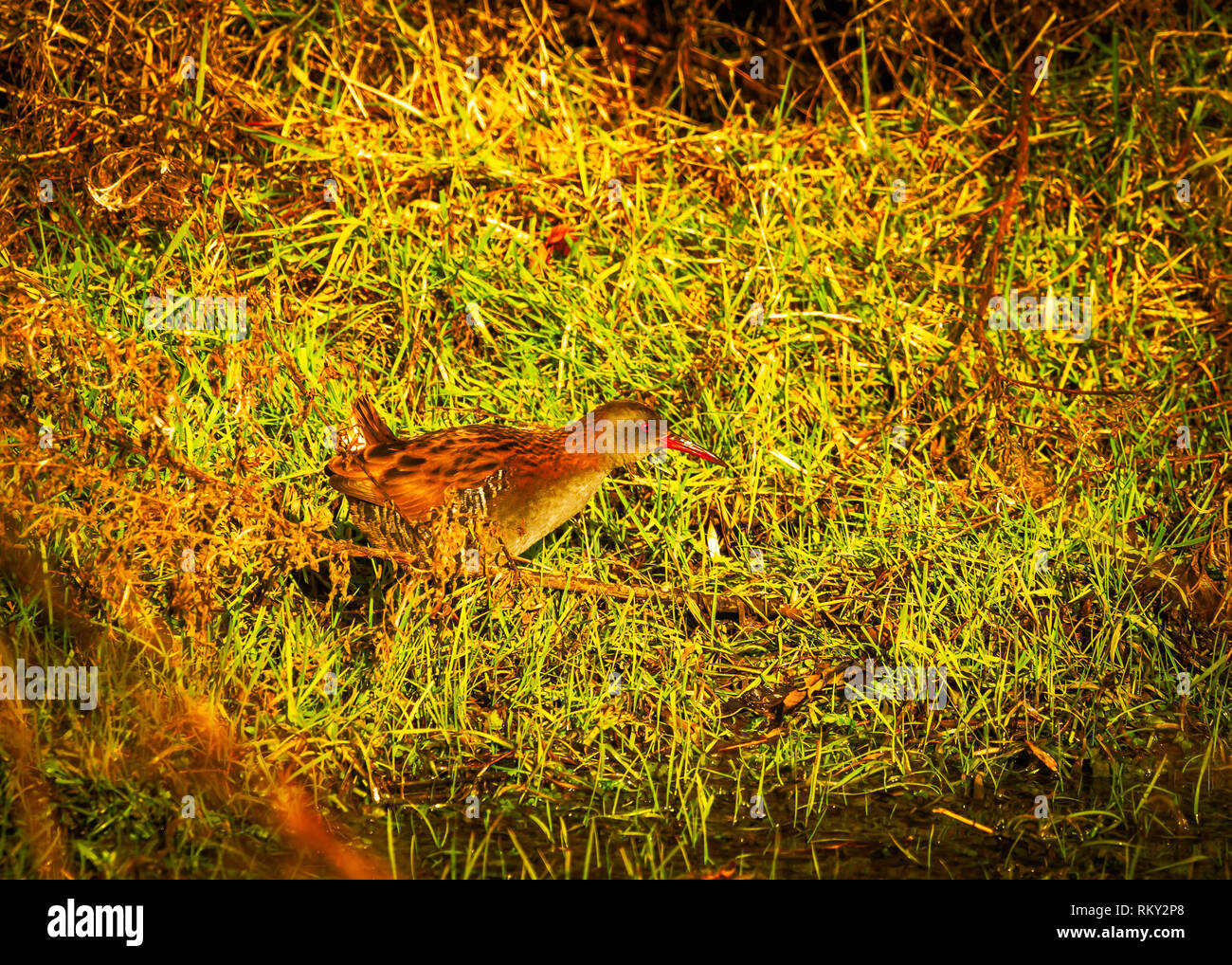 The water rail (Rallus aquaticus) is a bird of the rail family which breeds in well-vegetated wetlands across Europe, February 2019 Northwich Cheshire Stock Photo