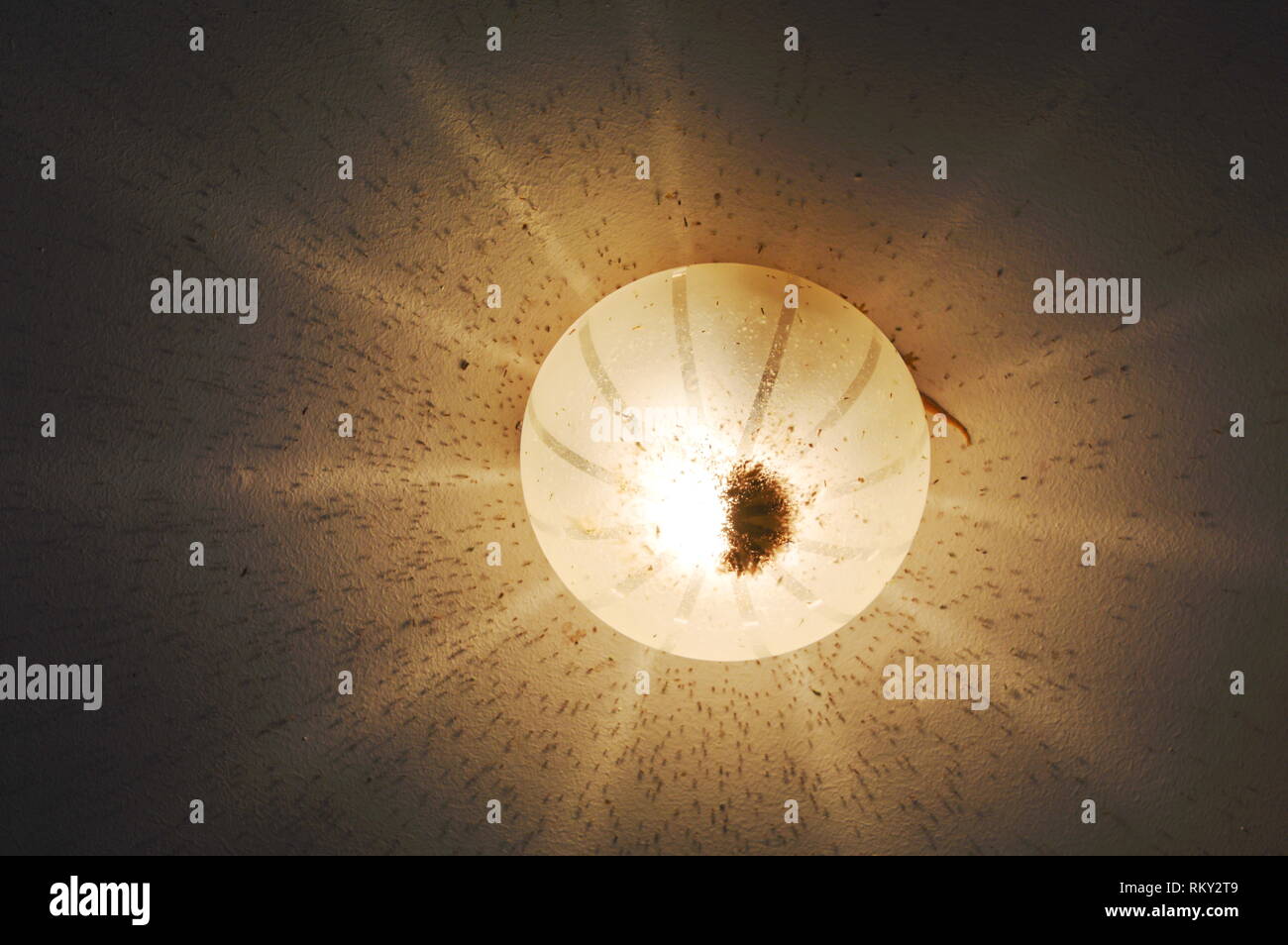 Insect Swarm Around Ceiling Lamp On Home Terrace Stock Photo Alamy